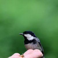 Синичка. :: Александр Кондаков