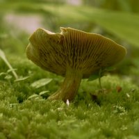 Гриб :: Эдуард Куклин Гриб :: Эдуард Куклин