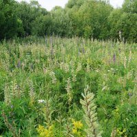 Люпиновое поле :: Глеб 