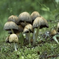 Семейство поганок :: Эдуард Куклин