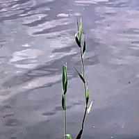 Этюд на воде. :: Ольга Довженко Этюд на воде. :: Ольга Довженко