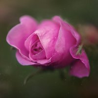 Палитра лета :: Svetlana Galvez