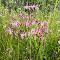 Горицвет кукушкин :: Юлия 