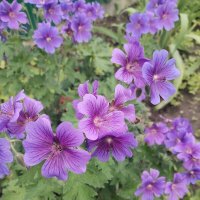 Герань луговая :: Юлия 