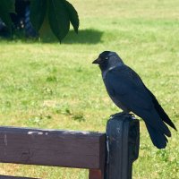 Скамейка для галки :: Инна Драбкина Скамейка для галки :: Инна Драбкина