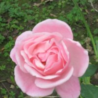 Роза парковая Фредерик Мистраль :: Дмитрий Никитин