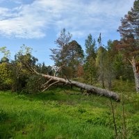 Старость не радость. :: Леонид Иванчук