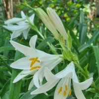 Вот и белые... :: Наталья 