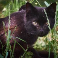 Черныш,Прячеться в траве :: Александр Леонов