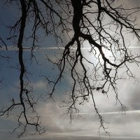 Ветки дуба ... :: Владимир Шошин