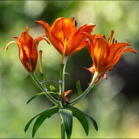 Втроём :: Александр Тарноградский