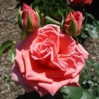 Розы :: Татьяна Иваненкова