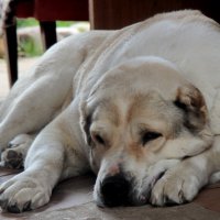 ***** :: Маргарита ( Марта ) Дрожжина ***** :: Маргарита ( Марта ) Дрожжина