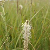 Полевые цветы :: Pippa Полевые цветы :: Pippa