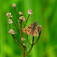 опять про бабочек 31 :: Александр Прокудин опять про бабочек 31 :: Александр Прокудин