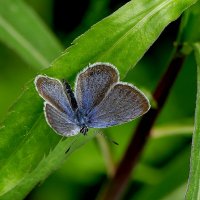 опять про бабочек 35 :: Александр Прокудин опять про бабочек 35 :: Александр Прокудин