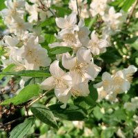 Чубушник :: Сапсан 