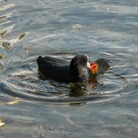 Лысуха :: Владимир Колесников