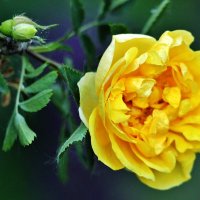 Солнечная красавица местной селекции. :: Восковых Анна Васильевна 