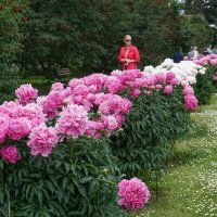 В ботаническом саду :: Ольга 