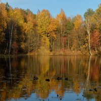 В тихой заводи...... :: Юрий Цыплятников
