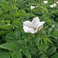 Шиповник :: Андрей Хлопонин