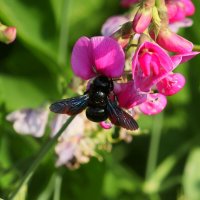 Любитель горошка :: Юрий. Шмаков Любитель горошка :: Юрий. Шмаков
