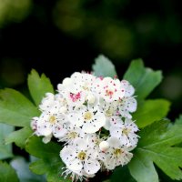 Боярышник :: Александр Кондаков