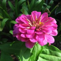 Розовая красотка :: Людмила Смородинская