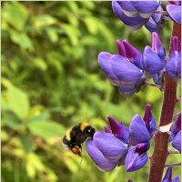 В поле. :: Валерия Комова