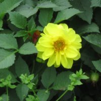 Георгин Мигнон Йеллоу :: Дмитрий Никитин