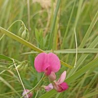 Полевые цветы :: Pippa 