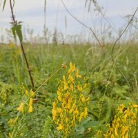 Полевые цветы :: Pippa 