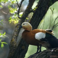 Весна в Ботаническом... Папа-огарь наблюдает за свом семейством сверху. :: Наташа *****