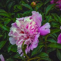 Пион :: Владимир Кроливец