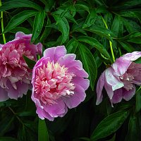 Тройка мужественных. :: Владимир Кроливец