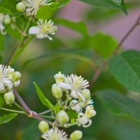 Ломонос виноградолистный :: Giant Tao /