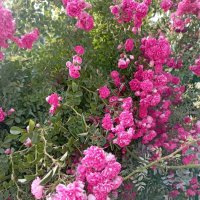 Розочки :: Елена Семигина