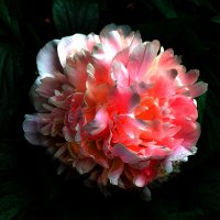 Пион. :: Владимир Безбородов Пион. :: Владимир Безбородов