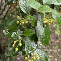 Кизильник остролистый :: Oleg4618 Шутченко