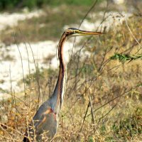 Рыжая цапля :: Николай Волков