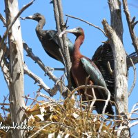 Каравайка с подросшими птенцами в гнезде. :: Николай Волков
