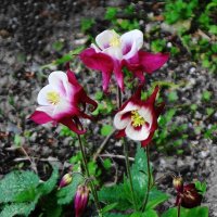 Аквилегия :: Рита Симонова