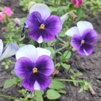 ,,, :: Сергей Тимоновский ,,, :: Сергей Тимоновский