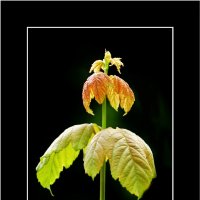 ЭТЮД... :: Elvira E. ЭТЮД... :: Elvira E.