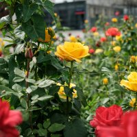 Просто розы :: Олег Дорошенко Просто розы :: Олег Дорошенко