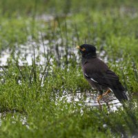 сижу в засаде... Майна прилетела :: Осень 
