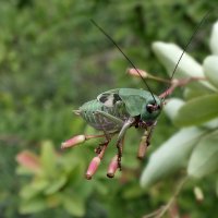 Безногий :: Зоя Мишина Безногий :: Зоя Мишина