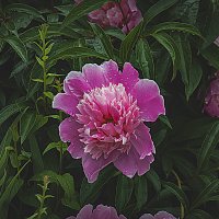 Пион :: Владимир Кроливец