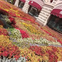 Клумба у ГУМа :: Дмитрий Никитин